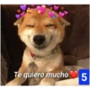 Secuencias de perritos  2 17
