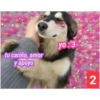 Secuencias de perritos  2 18