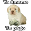 PERRO 1 11