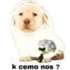 PERRO 1 12