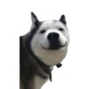 En esta  amamos los perros 25