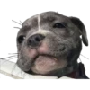 En esta  amamos los perros 26