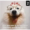 Secuencias de perritos  2 19