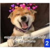 Secuencias de perritos  2 20