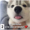 Secuencias de perritos  2 21