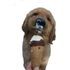En esta  amamos los perros 27