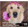 Secuencias de perritos  2 22