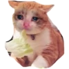 Memes loucos 22