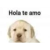 PERRO 1 13