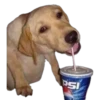 En esta  amamos los perros 28