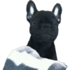 En esta  amamos los perros 29