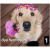 Secuencias de perritos  2 25