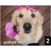 Secuencias de perritos  2 27