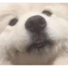 En esta  amamos los perros 30