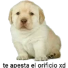 PERRO 1 15