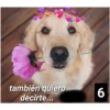 Secuencias de perritos  2 30