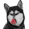 Tongues 5