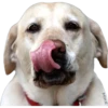 Tongues 8