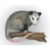 Tlacuaches 2