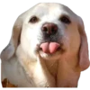 Tongues 10