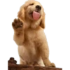 Tongues 11