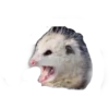 Tlacuaches 3