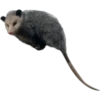 Tlacuaches 4