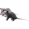 Tlacuaches 5