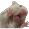 Tongues 13