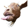 Tongues 15