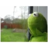 Kermit the frog (pics) 3 11