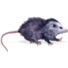 Tlacuaches 6