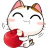 Funny Cats 19