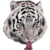 Tongues 20
