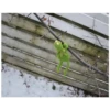 Kermit the frog (pics) 3 18