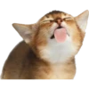 Tongues 22