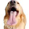 Tongues 23