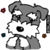 SCHNAUZER 11