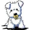 SCHNAUZER 12