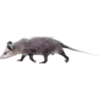 Tlacuaches 8