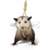 Tlacuaches 9