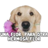 Perritos con frases 6