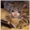 cute cat reactions 5