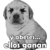 PERRITO PACK 5 5