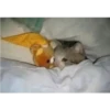 cute cat reactions 6