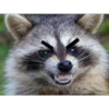 animalitos del bosque 8