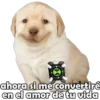 PERRITO PACK 5 6