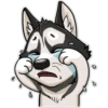 HuskyToon 9