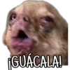 Perritos con frases 7