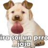 PERRITO PACK 5 7